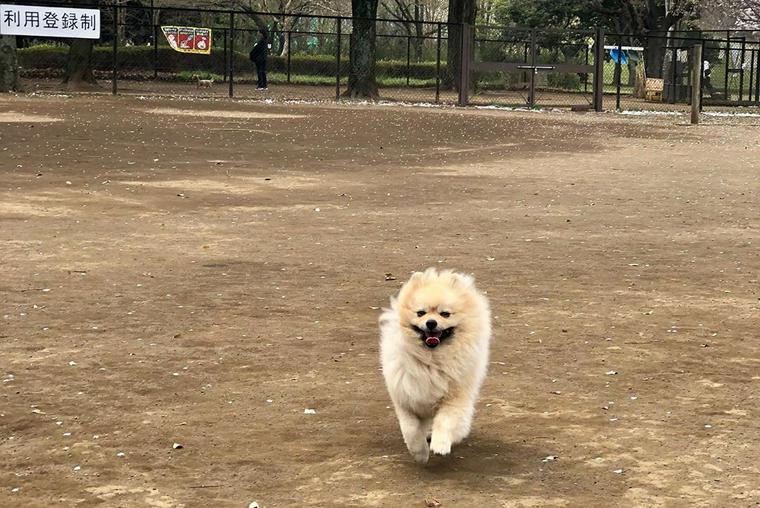 東京都のおすすめドッグラン18選 人気の代々木公園や カフェ併設など ペトコト