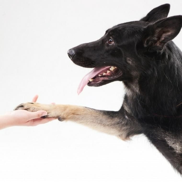 犬にお手を教える方法は 右と左はどちらが正解 トレーナー解説 ペトこと