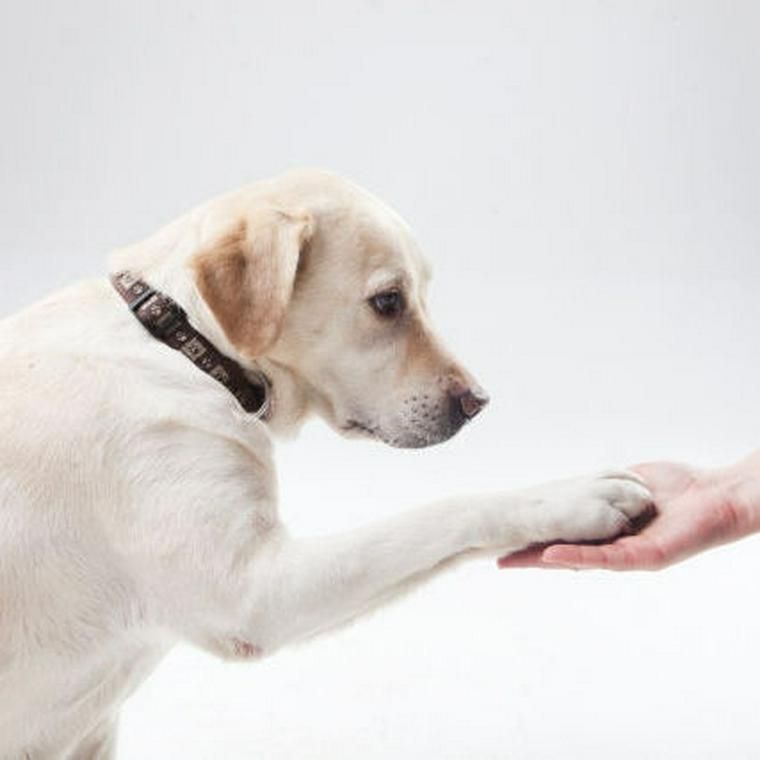 犬にお手は右手・左手どっちで教えるべき？教え方をドッグトレーナーが解説 ペトコト