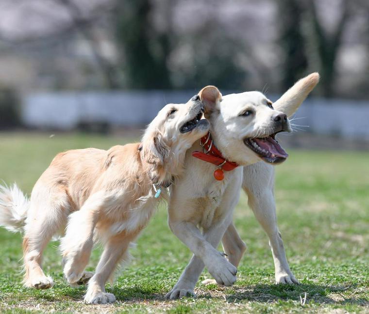 世界の名犬牧場のドッグランでじゃれ合う犬