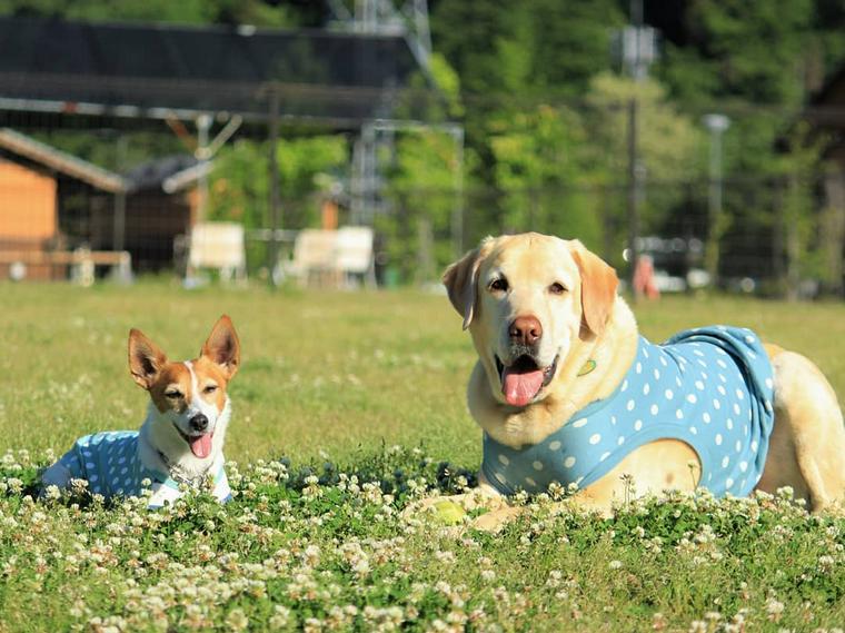 道の駅あがつま峡で記念撮影する犬