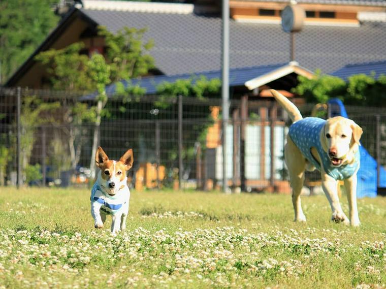 道の駅あがつま峡のドッグランで遊ぶ犬