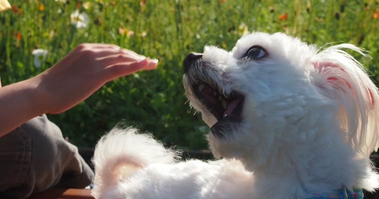 犬の問題行動とは 原因と対策をドッグトレーナーが解説 ペトこと