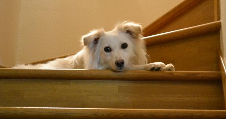 犬の分離不安とは? 原因や対策についてドッグトレーナーが解説