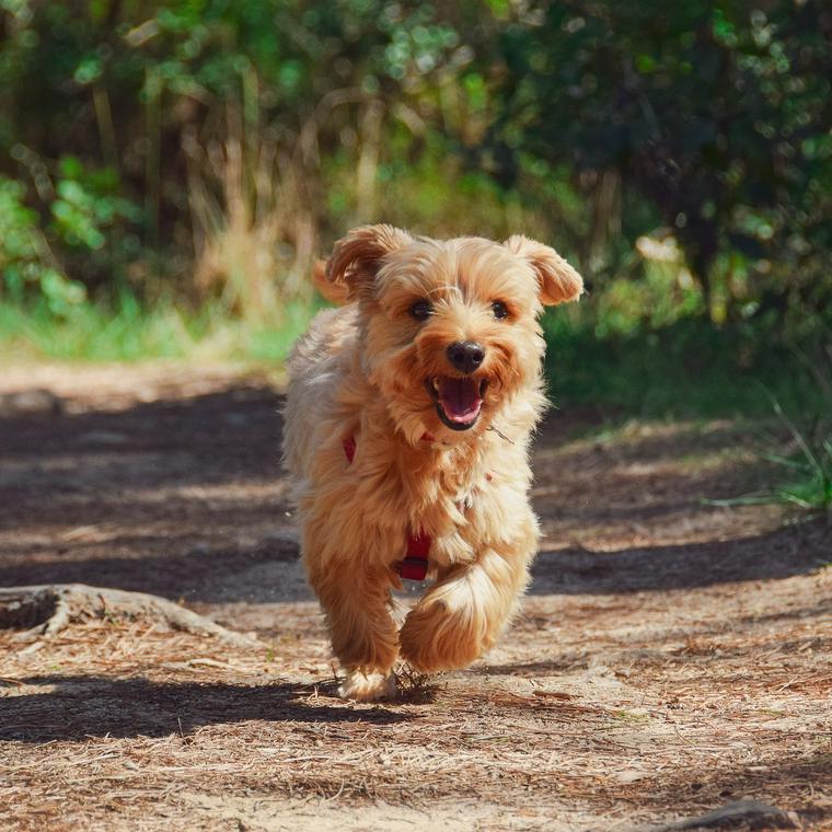 犬がマーキングをする理由とは やめさせるためのしつけや対処法について解説 ペトこと