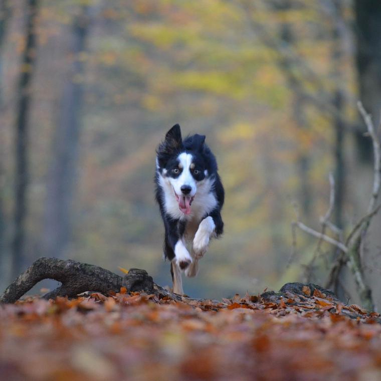 熊本のおすすめドッグラン11選 愛犬と阿蘇山を眺めながら遊ぼう ペトこと