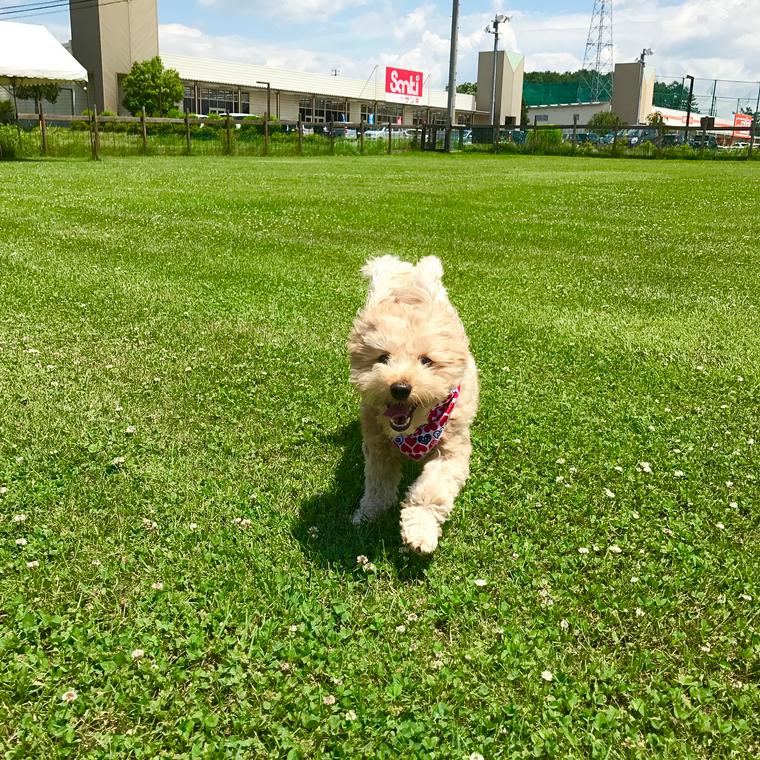 佐久インターウェーブのドッグランで走る犬