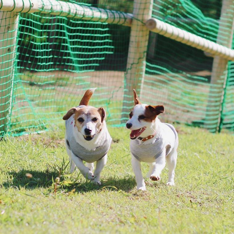 鳥居平やまびこ公園のドッグランで遊ぶ犬