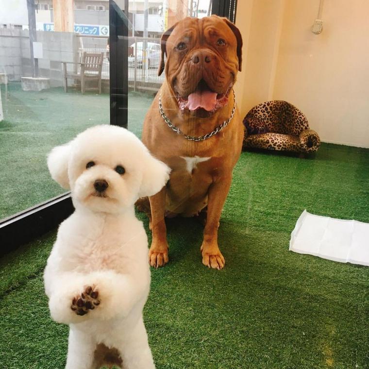 可愛くポージングしている犬たち