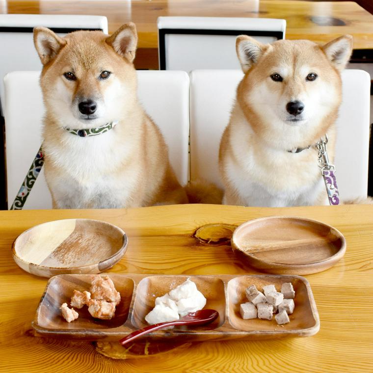 犬の栄養学をペット栄養管理士が解説