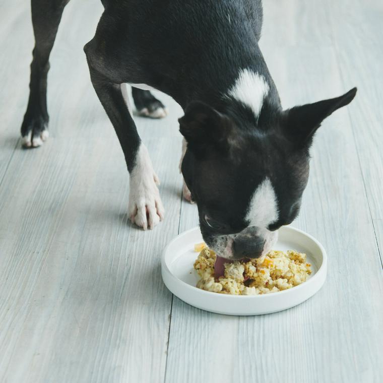 犬のダイエットに最適な食事 手作りレシピより大切なこと ペトこと