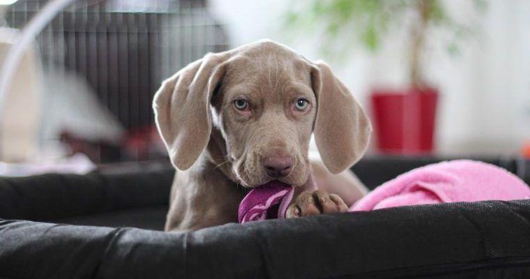 犬のイタズラは叱ってはいけない? イタズラする理由や防止対策について解説