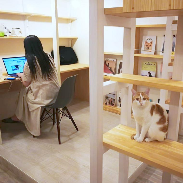 猫部屋で猫と働く社員