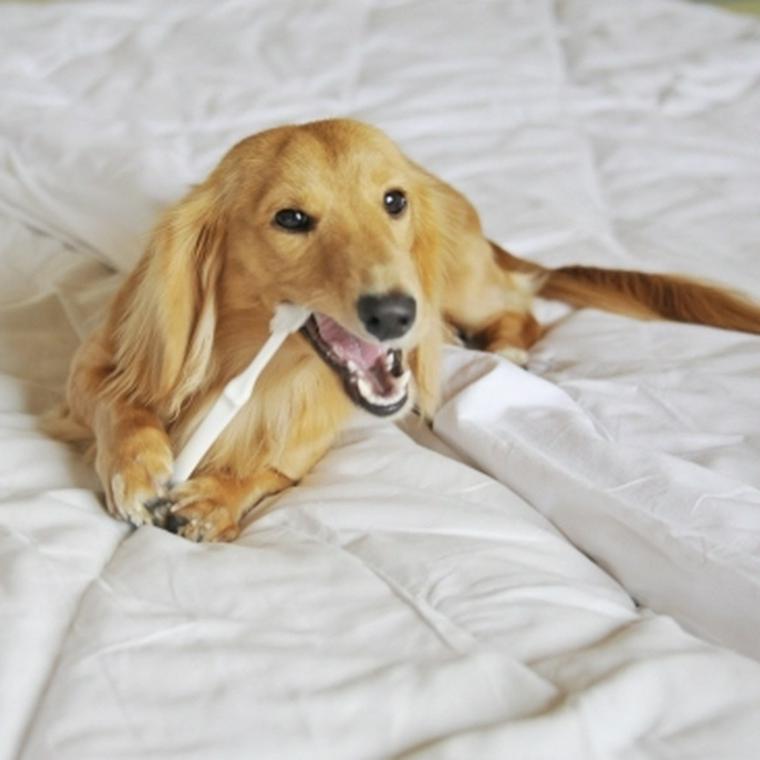 歯科獣医師執筆 犬の口臭ケアグッズおすすめ10選 口臭の原因や予防対策方法も紹介 ペトコト