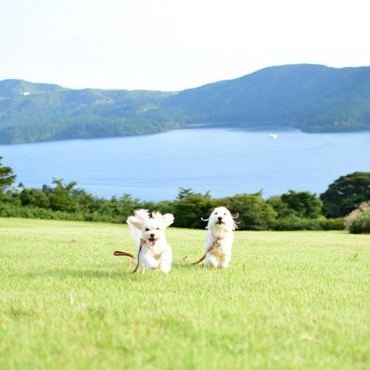 関東のおすすめドッグランまとめ 愛犬と一緒に遊べるお出かけスポットも ペトコト