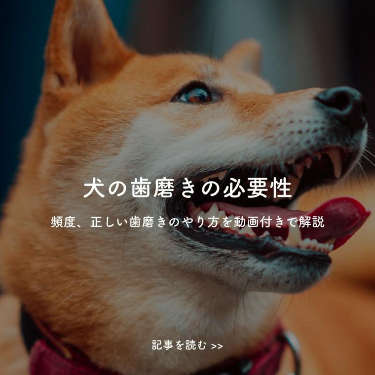 犬の歯磨き