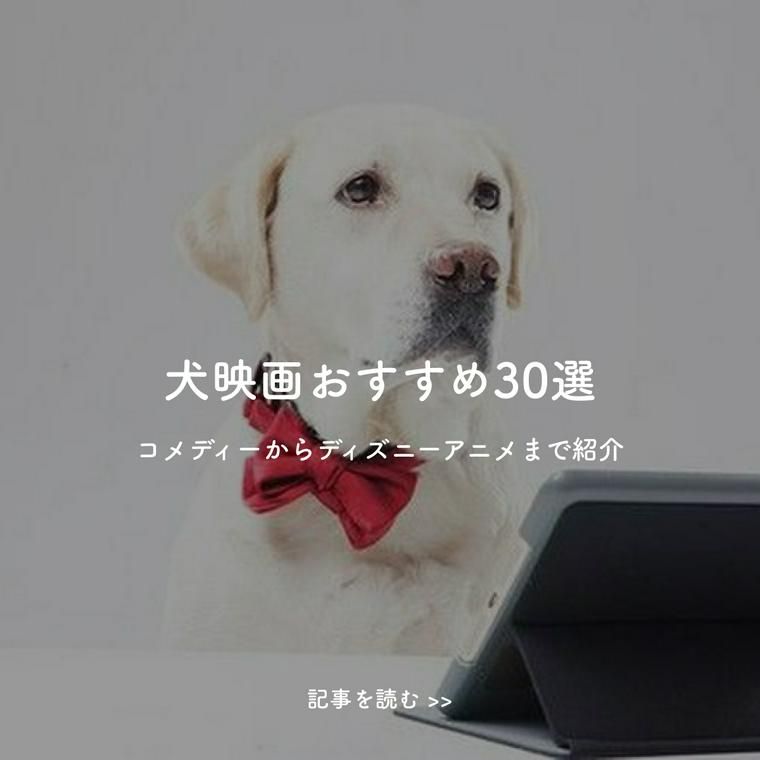 Stayhomewithbuddy 今 愛犬とおうち時間を楽しむためのおすすめ記事7選 ペトこと