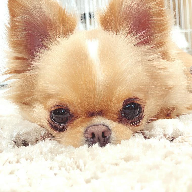 草の上に座る犬