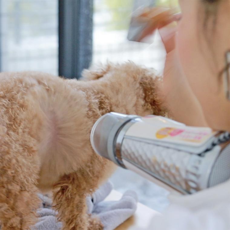 子犬をシャンプーする方法