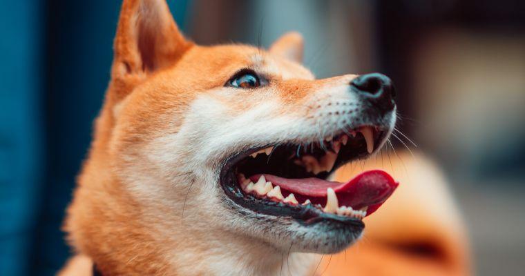 犬の歯磨きの必要性や頻度、正しい歯磨きのやり方も動画付きで解説【獣医師監修】
