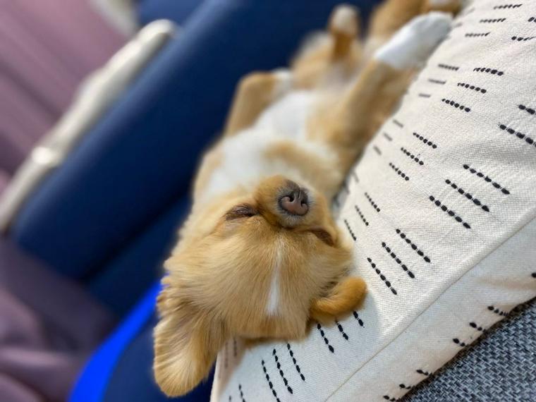 ソファで眠る犬