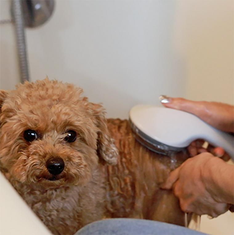 子犬をシャンプーする方法