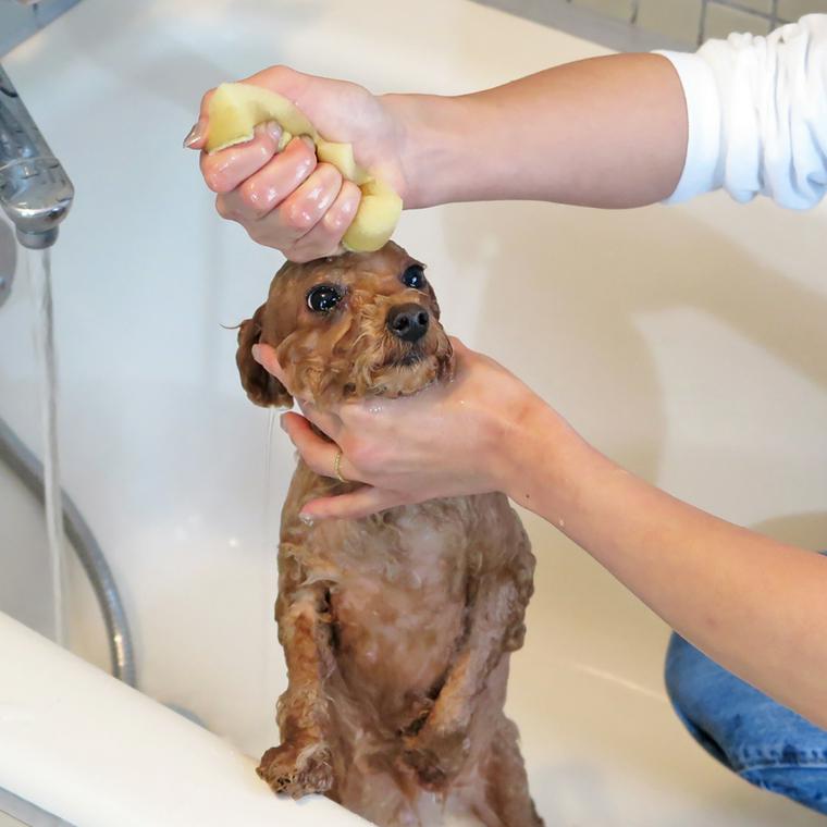 子犬をシャンプーする方法