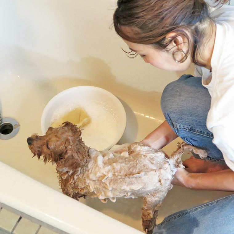 子犬をシャンプーする方法