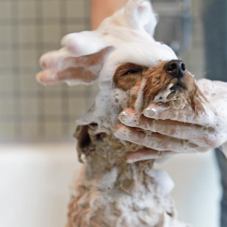 子犬をシャンプーする方法