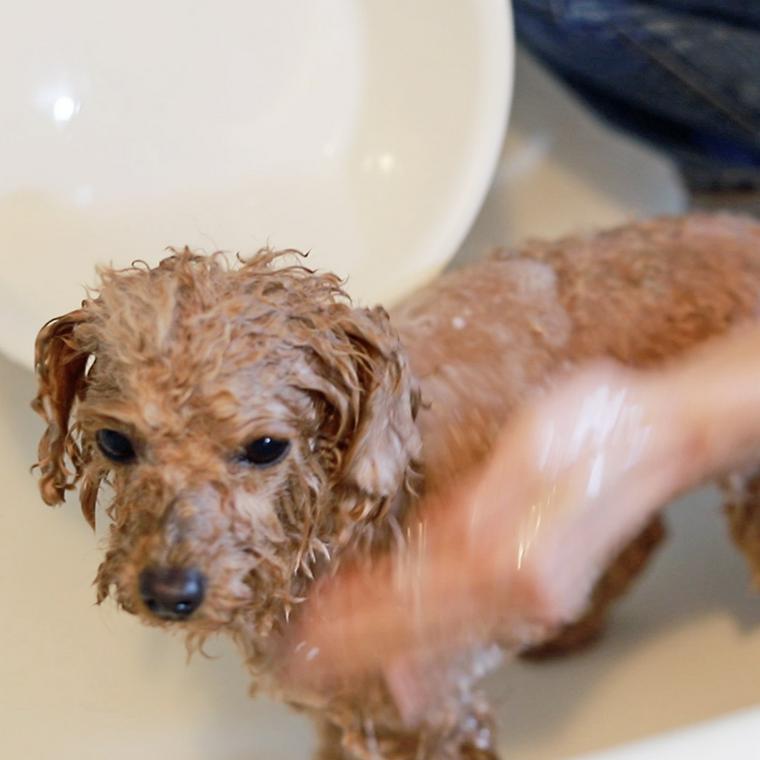 子犬をシャンプーする方法