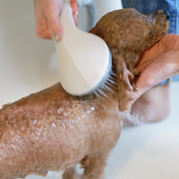 子犬をシャンプーする方法
