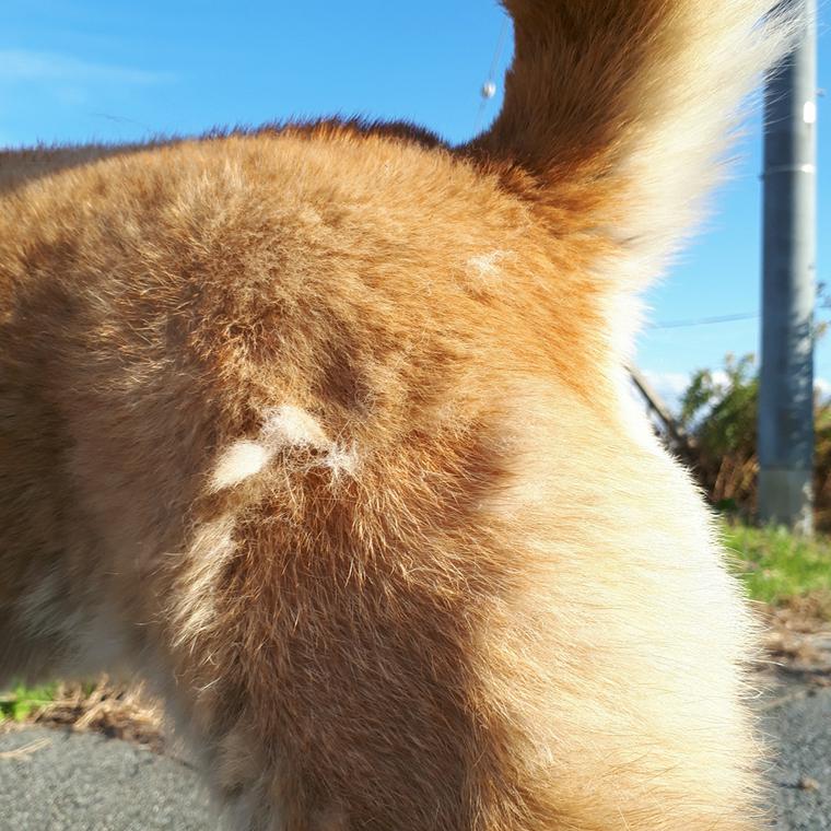 換毛期の柴犬の綿毛