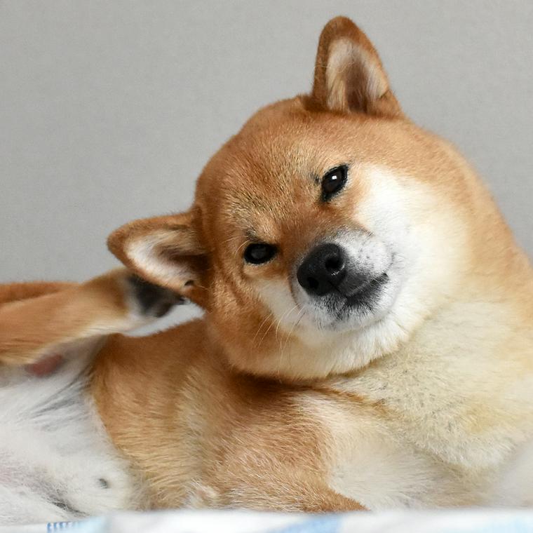体をかく犬