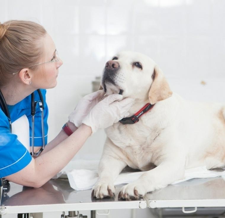 犬にとってユリ科の植物は危険 中毒症状の原因と対処法 獣医師監修 ペトコト