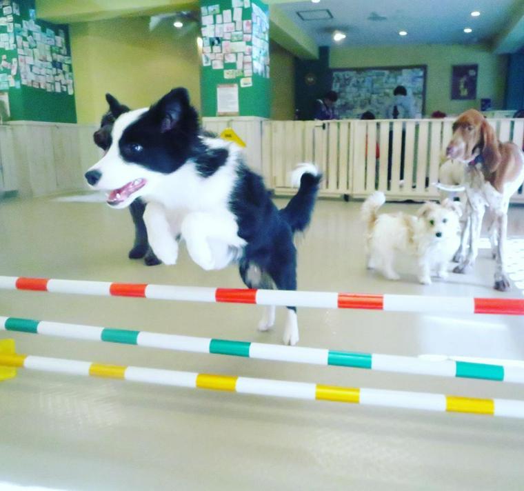 DOG INC / ドッグインクのドッグランで遊ぶ犬