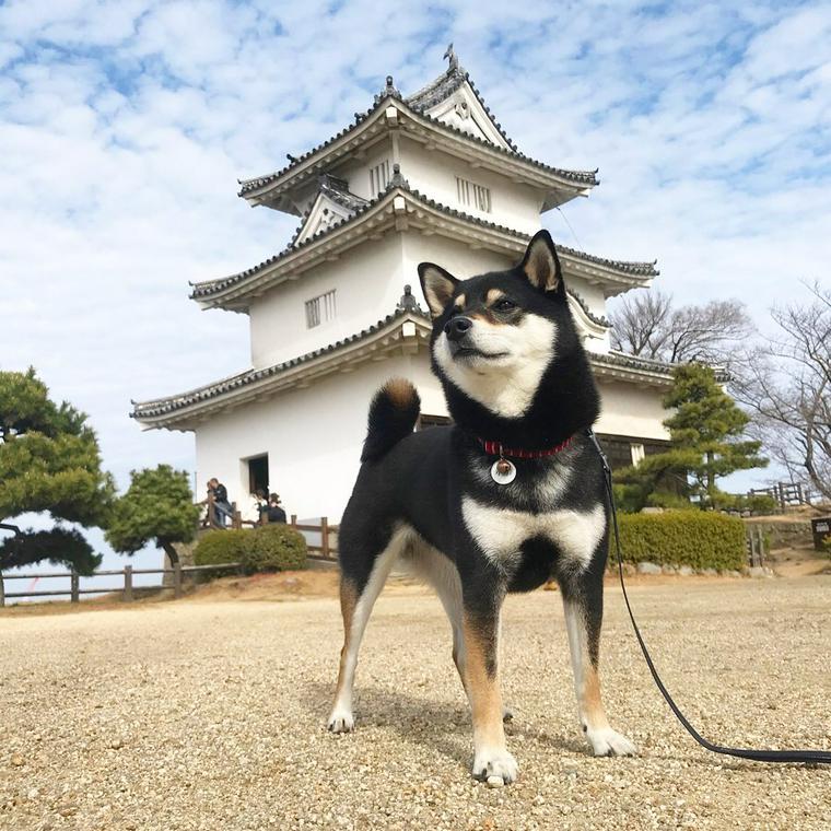 丸亀城の前にいる黒柴