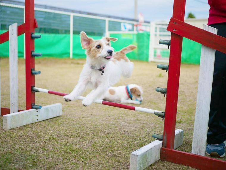 富山のおすすめドッグラン12選 無料や貸切 室内も ペトコト