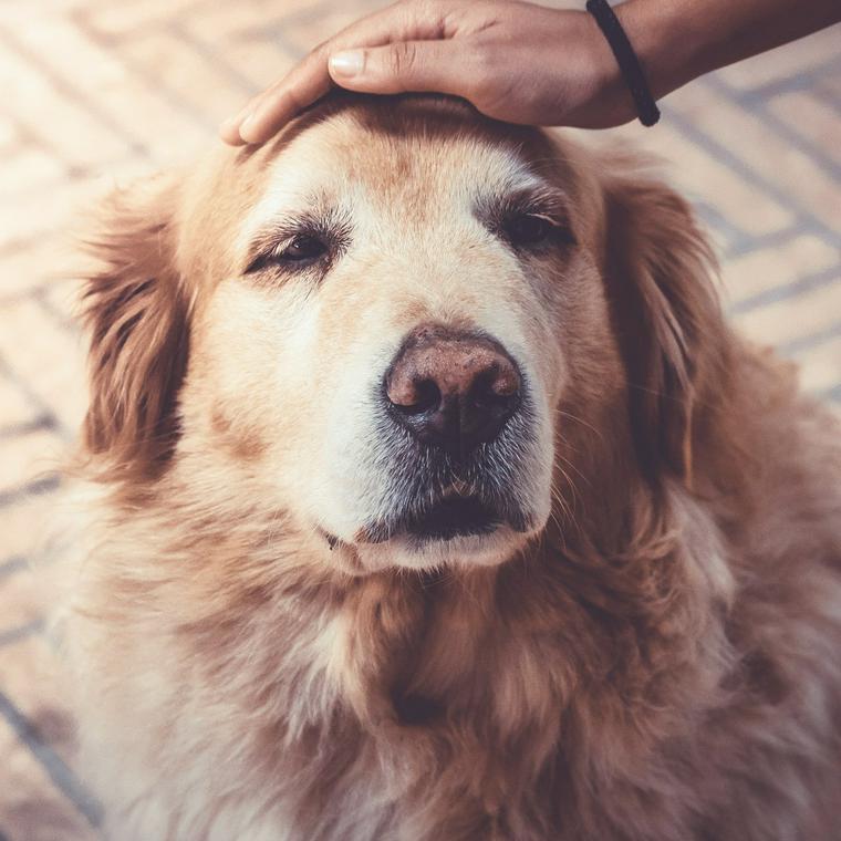 犬の老衰の症状 状態 とは 年齢や老衰死間際にできることを獣医師が解説 ペトコト