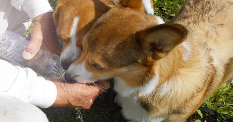 犬が飲んでも大丈夫な水とは？飲まない場合の原因や給水タイプも紹介