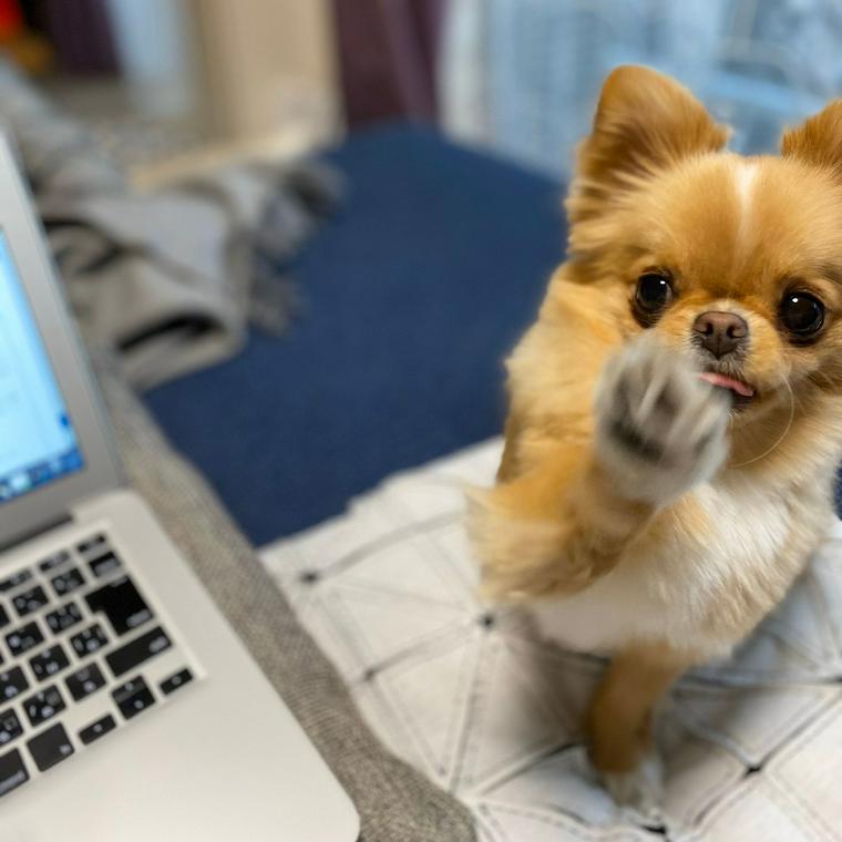 仕事の邪魔をする犬