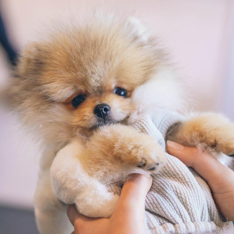 子犬