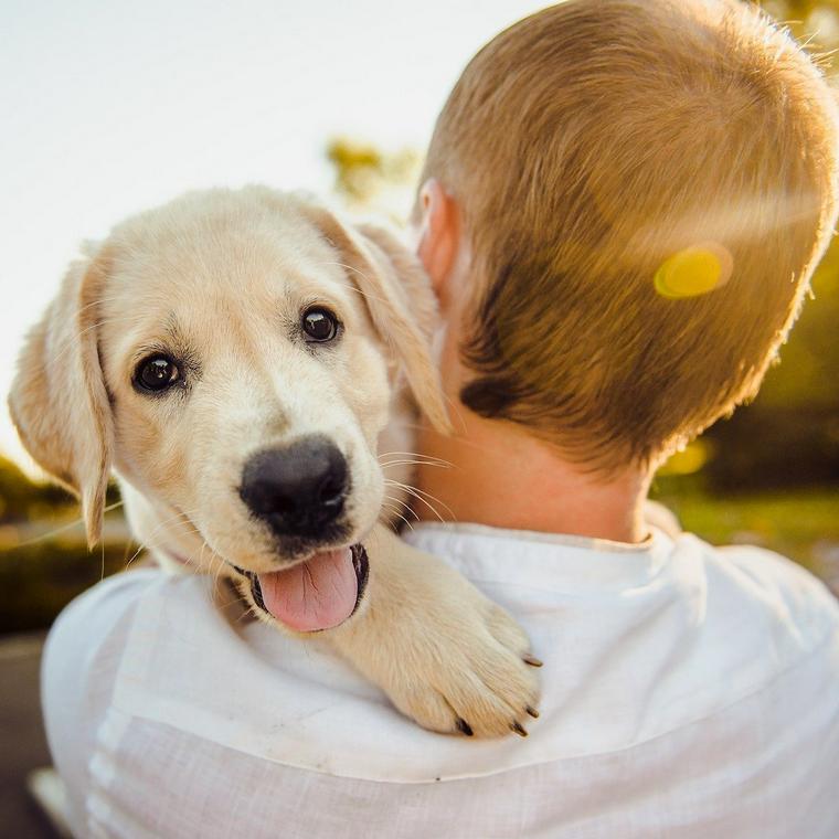 愛犬と主従関係を築くのは間違い 犬との関係性についての考え方やしつけ方法について解説 ペトこと