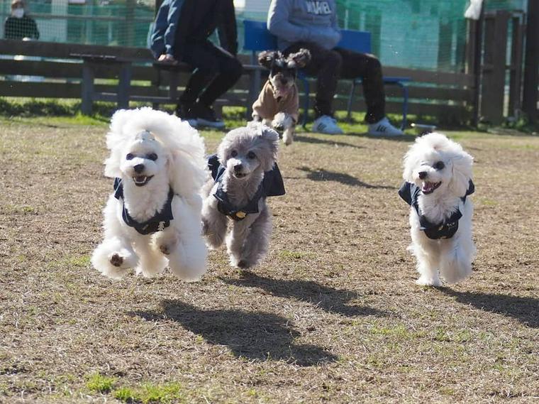 熊本のおすすめドッグラン11選 愛犬と阿蘇山を眺めながら遊ぼう ペトこと