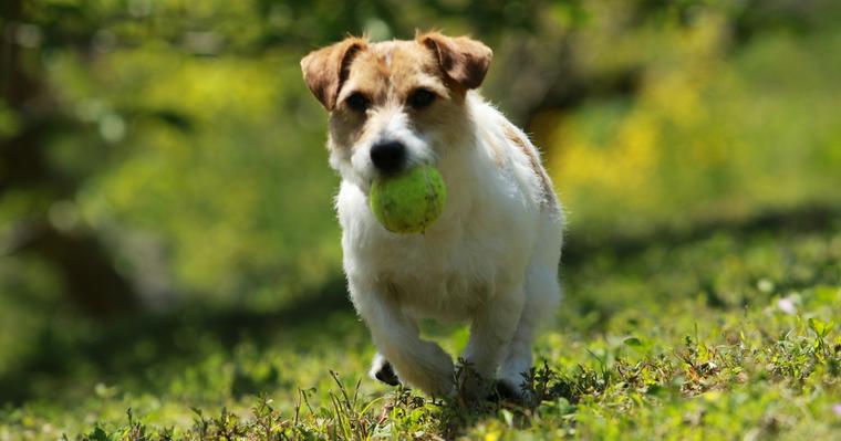 犬がボール遊びをしないのはなぜ 好きな理由 興味がない理由や遊び方を紹介 ペトコト