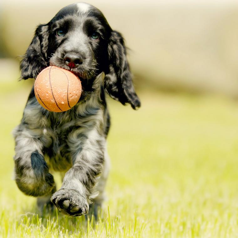 芝生を走る犬