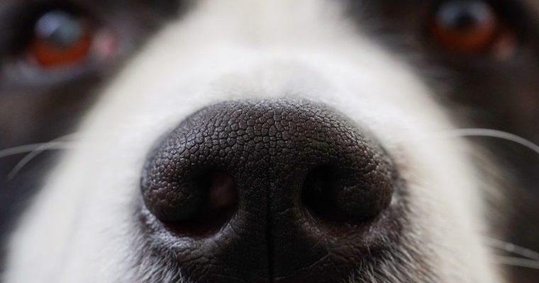 犬の嗅覚は人間の何倍？理解できる距離などの嗅覚の仕組みを紹介
