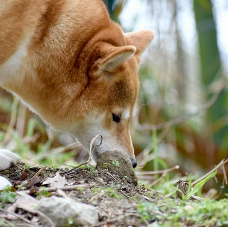 犬の嗅覚は人間の何倍 理解できる距離などの嗅覚の仕組みを紹介 ペトコト