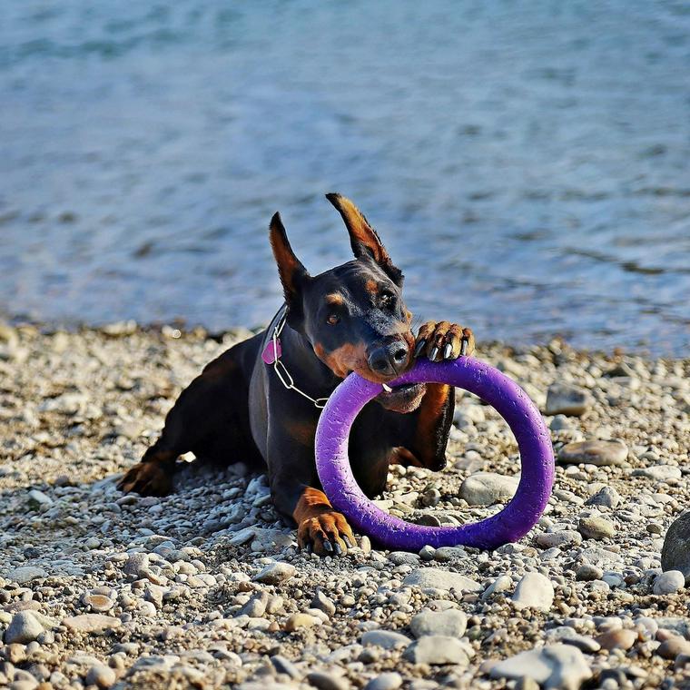 浜辺で遊ぶ犬