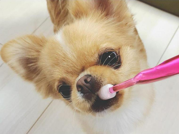 獣医師執筆 犬が嫌がらない歯磨きのコツを紹介 頻度やおすすめグッズも ペトこと