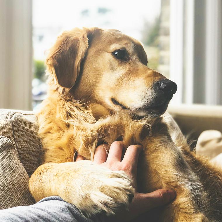 犬も糖尿病 症状 かかりやすい犬種や年代 原因 治療法について獣医師が解説 ペトコト